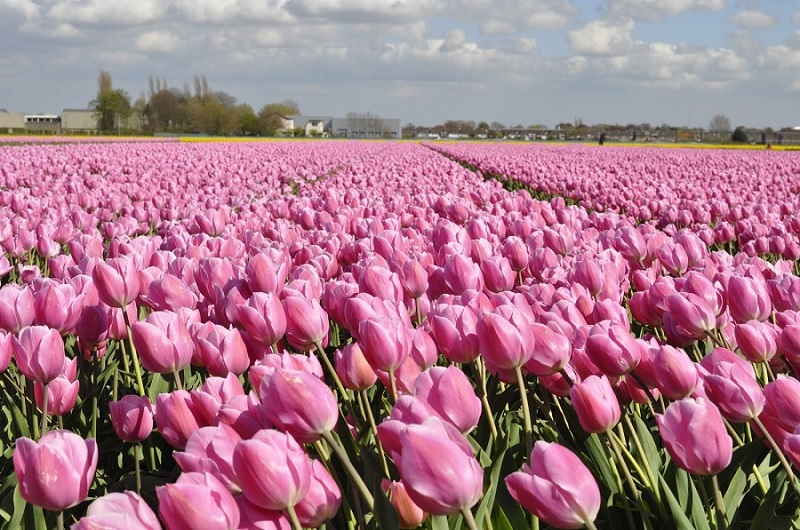 Famosas tulipas holandesas